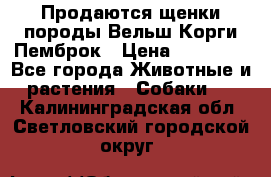 Продаются щенки породы Вельш Корги Пемброк › Цена ­ 40 000 - Все города Животные и растения » Собаки   . Калининградская обл.,Светловский городской округ 